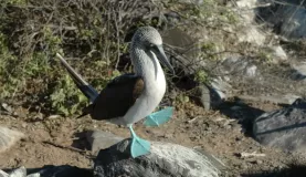 Booby marching in place