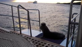 Favorite sea lion hangout on the boat