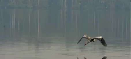 Bird over the lake