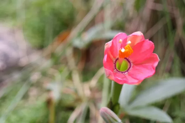 Bright flowers punctuate the landscape along the Inca Trail during your tour in Peru