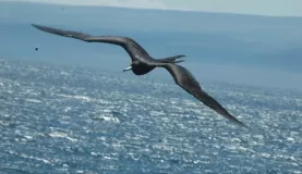 Frigate bird over our boat