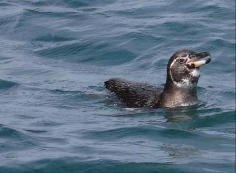 Galapagos penguin talking to us