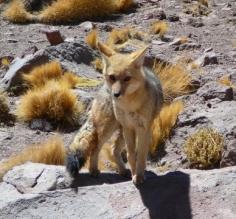 Altiplano Wildlife - fox