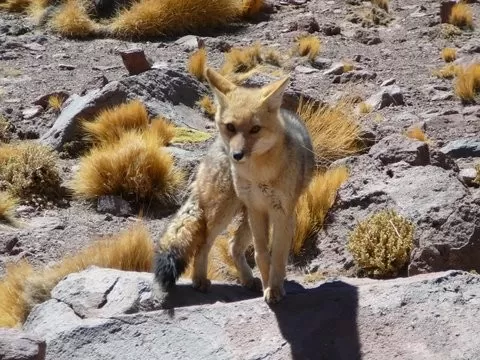 Altiplano Wildlife - fox