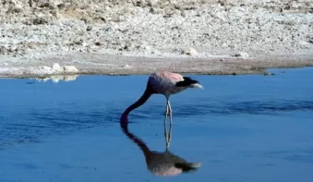 Atacama flamingo