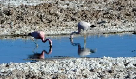 Atacama flamingos