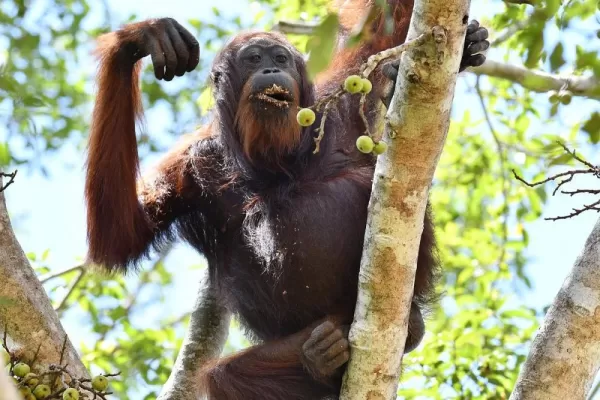 Sepilok Orang Utan Rehabilitation Center