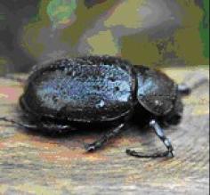 Ecuador - Home of big rivers and BIGGER bugs