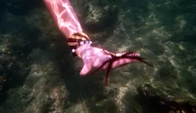 Snorkeling at Cahuita Reserve - starfish