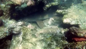 Nurse shark hiding in the coral