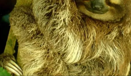 Three-toed sloth -- what a face!