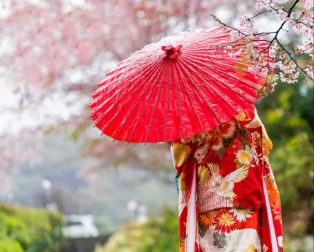 A woman admires the spring cherry blossoms, dressed in a kimono