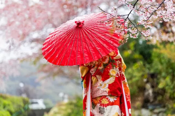 A woman admires the spring cherry blossoms, dressed in a kimono