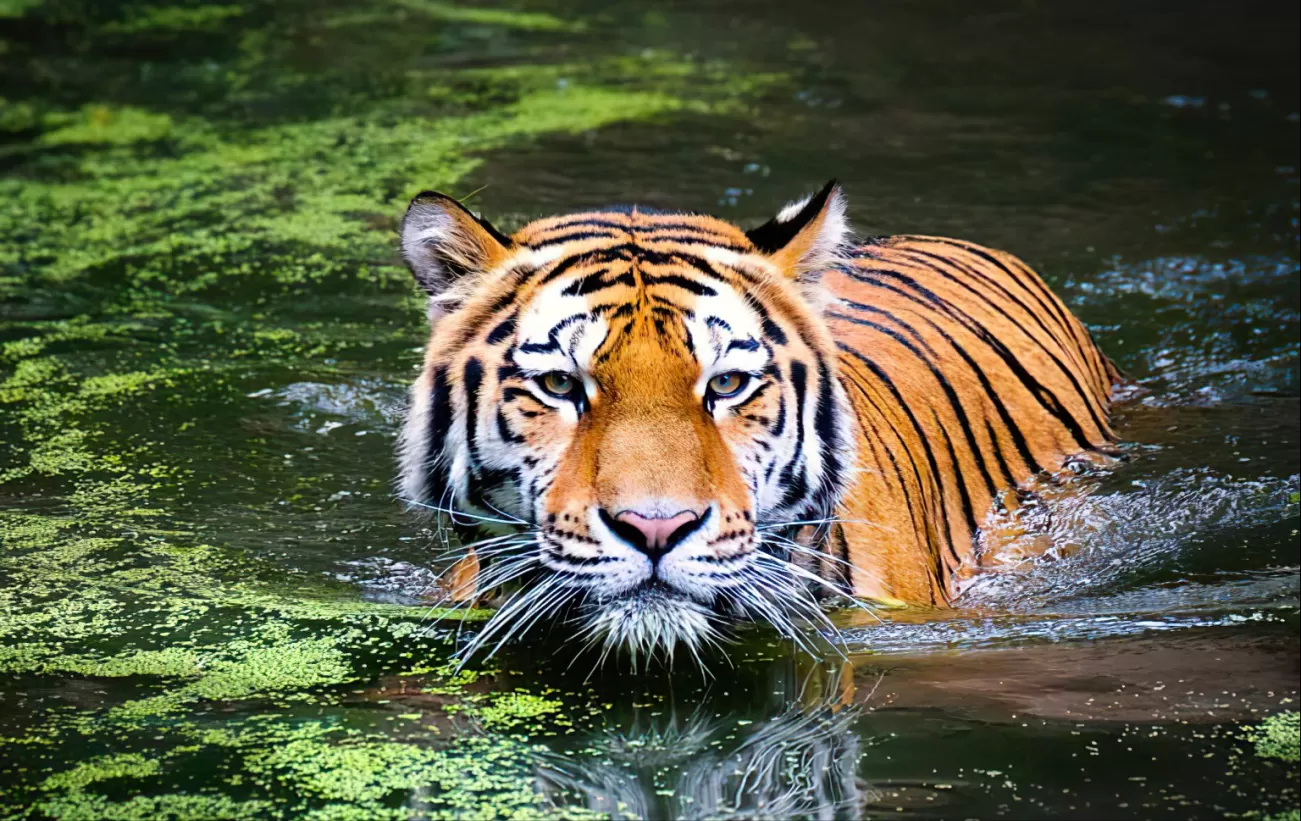 Swimming tiger of Bhagabatpur