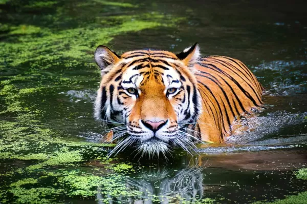 Swimming tiger of Bhagabatpur