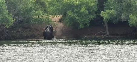 Elephants climbing out of the Zambezi after swimming across the river directly across from our island