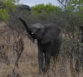 A Cheeky Young Elephant approaching us during a walking safari in Mana Pools National Park