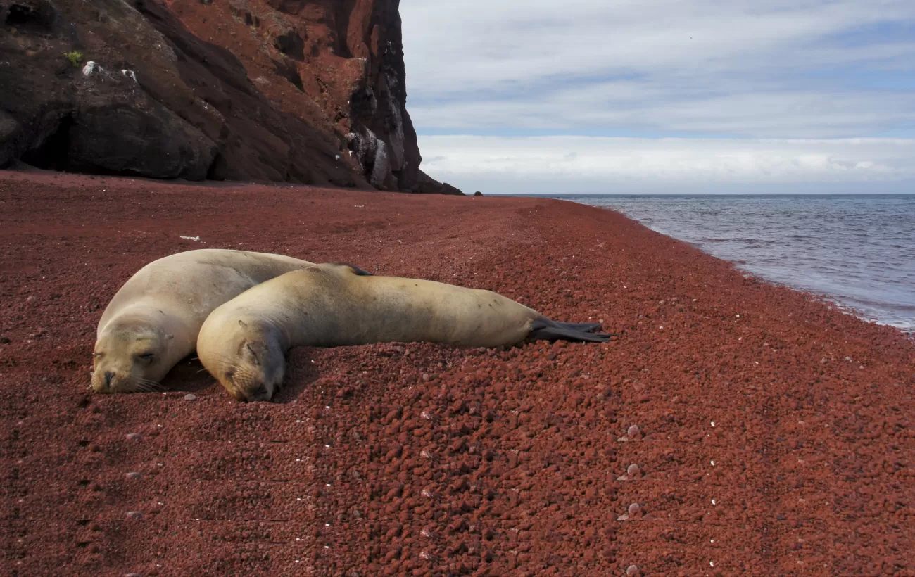 Sea lions on beach in Rabida