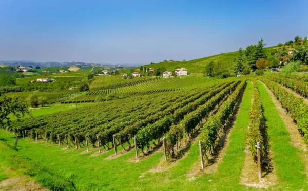 Vineyards near Caneli,Piedmont, Italy