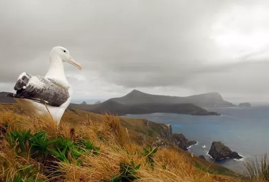 A Southern Royal Albatross takes in the view