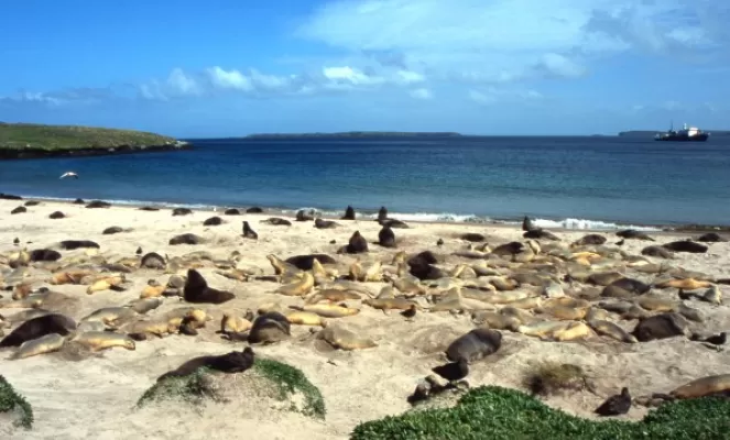 A remote sandy bay filled with sea lions