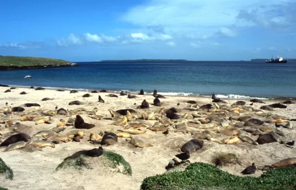 A remote sandy bay filled with sea lions