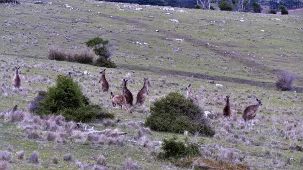 Forester kangaroos
