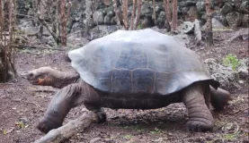 tortoise on the go!