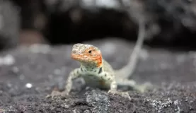 a female lava lizard on Isabella. she came up to get her photo taken.