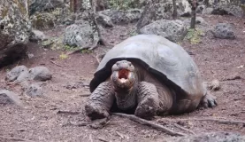 a tortoise opening his mouth wide for the camera. on Florena Island.