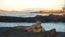 an iquana kicking back on black lava rocks just outside our resort on Isabela.