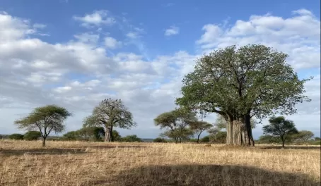 Baobab in Tarangire