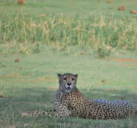 Cheetah in Tarangire