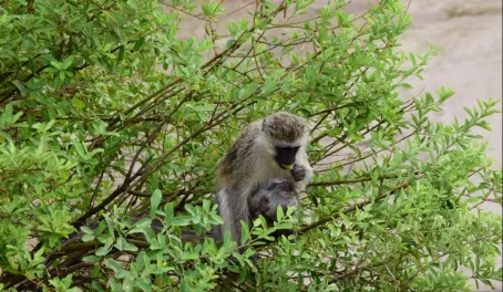 Monkey Mother and Baby in Tarangire