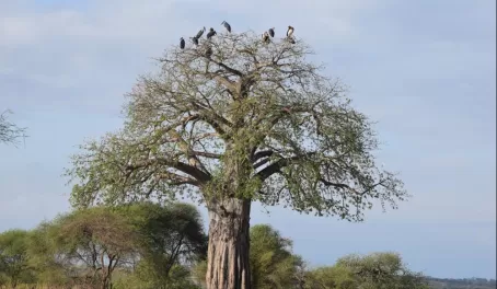Baobab in Tarangire National Park