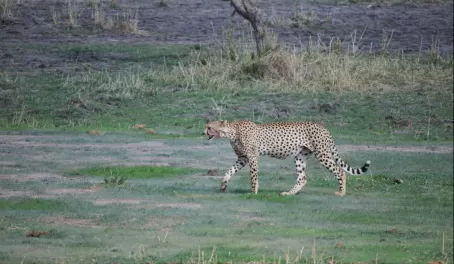 Cheetah at Tarangire National Park