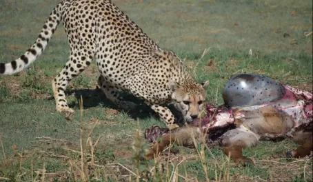 Cheetah on kill - Tarangire National Park