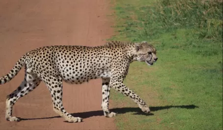 Cheetah crossing in Tarangire National Park