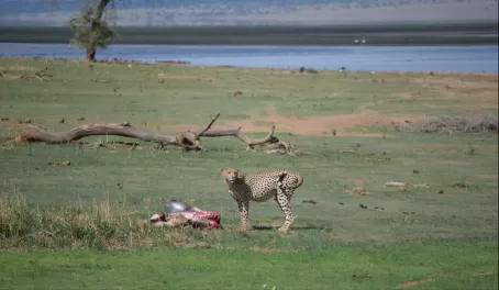 Cheetah on kill - Tarangire National Park