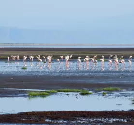 Flamingos at Lake Natron