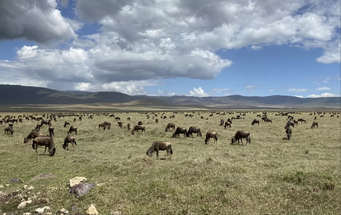 Ngorongoro Crater
