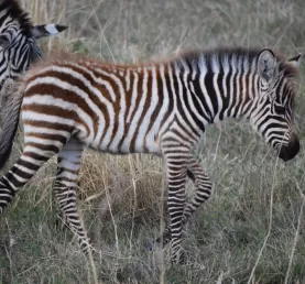 baby zebra - Ngorongoro Crater