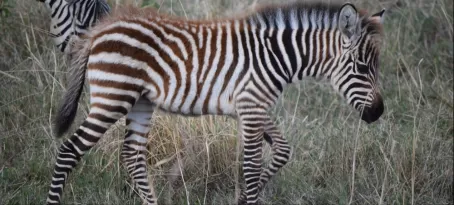 baby zebra - Ngorongoro Crater