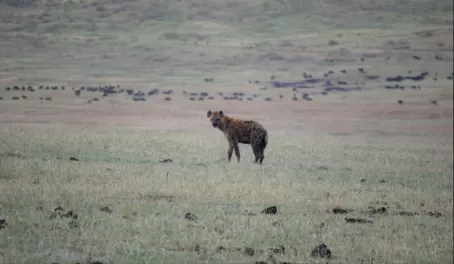 Hyena - Ngorongoro Crater