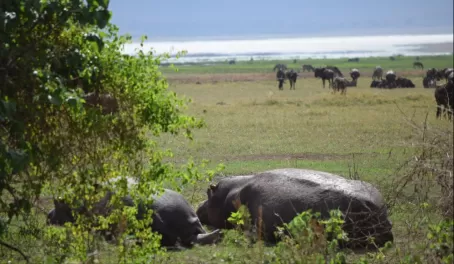 Hippos in Ngorongoro Crater