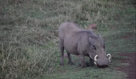 Warthog in Ngorongoro Crater