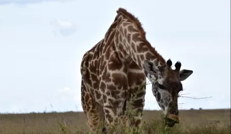 Giraffe - Serengeti NP