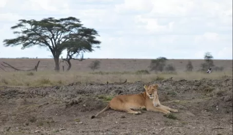 Lion by the side of the road - Serengeti National Park