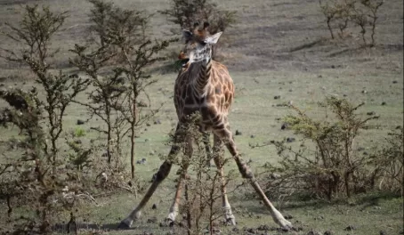 Giraffe near Ngorongoro Crater