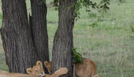 Curious Cats - Serengeti National Park
